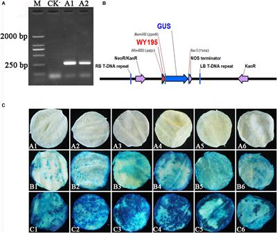 WY195, a New Inducible Promoter From the Rubber Powdery Mildew Pathogen, Can Be Used as an Excellent Tool for Genetic Engineering